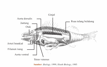 17+ Anatomi Tubuh Ikan Lele